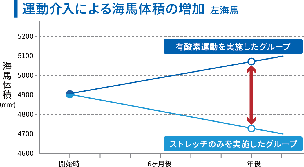 運動介入による海馬への影響