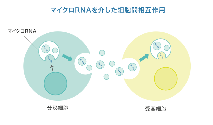 マイクロRNA